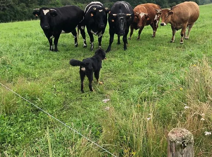 Appt. Aeischer Holiday home Wilwerwiltz